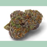 Growers Choice Purple Dosi Punch Fem 3St.