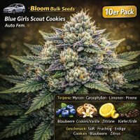 Bloom Bulk Seeds Blue Girls Scout Cookies Auto Fem 10St.