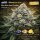Bloom Bulk Seeds Blue Girls Scout Cookies Auto Fem 10St.