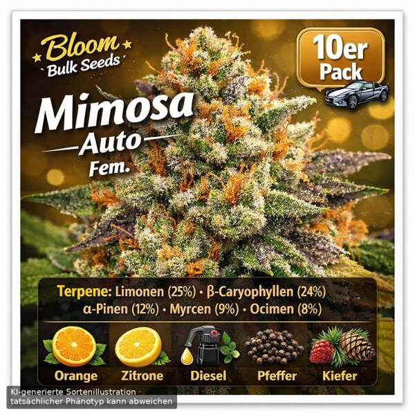 Bloom Bulk Seeds Mimosa Auto Fem 10St.