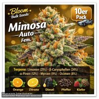 Bloom Bulk Seeds Mimosa Auto Fem 10St.