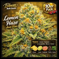 Bloom Bulk Seeds Lemon Haze Auto Fem 10St.