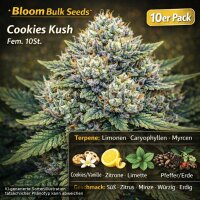 Bloom Bulk Seeds Cookies Kush Fem 10St.