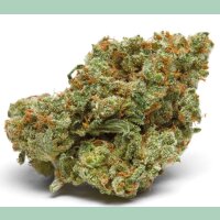 Growers Choice The Real Amnesia Fem 10St.