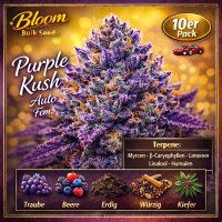 Bloom Bulk Seeds Purple Kush Auto Fem 10St.