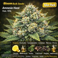 Bloom Bulk Seeds Amnesia Haze Fem 10St.
