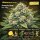 Bloom Bulk Seeds Amnesia Haze Fem 10St.