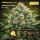Bloom Bulk Seeds Amnesia Go Fast Fem 10St.