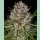 Barneys Farm Lemon Haze Auto Fem 3St.