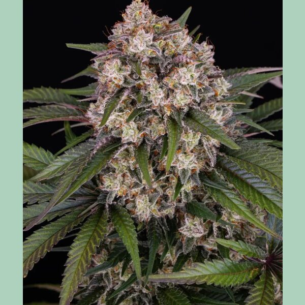 Barneys Farm OG Kush Auto Fem 3St.