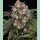 Barneys Farm OG Kush Auto Fem 3St.