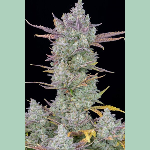 Fast Buds Gorilla Cookies Auto Fem 3St.