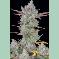 Fast Buds Gorilla Cookies Auto Fem 3St.