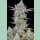 Fast Buds Gorilla Cookies Auto Fem 3St.