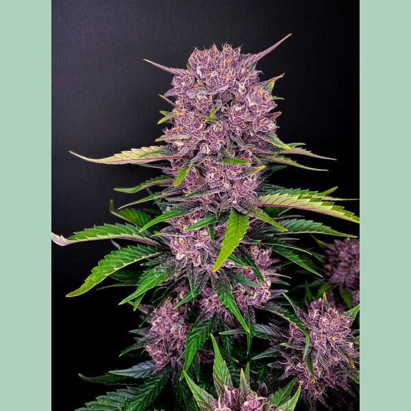 Fast Buds Purple Lemonade Auto Fem 3St.