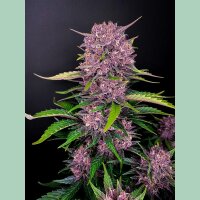 Fast Buds Purple Lemonade Auto Fem 3St.