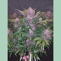 Fast Buds Blackberry Auto Fem 3St.