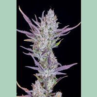Fast Buds Wedding Glue Auto Fem 3St.
