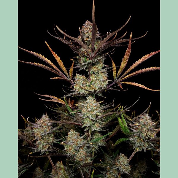 Fast Buds Apple Strudel Auto Fem 3St.