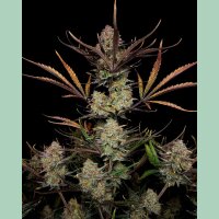 Fast Buds Apple Strudel Auto Fem 3St.