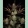 Fast Buds Apple Strudel Auto Fem 3St.