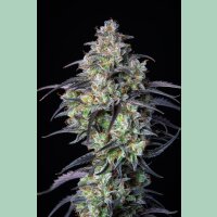 Fast Buds Mimosa Cake Auto Fem 3St.