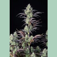 Fast Buds Mimosa Cake Auto Fem 3St.
