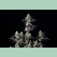 Fast Buds Mimosa Cake Auto Fem 3St.