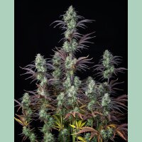 Fast Buds Mimosa Cake Auto Fem 3St.