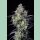Fast Buds Mimosa Cake Auto Fem 3St.