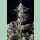 Fast Buds Mimosa Cake Auto Fem 3St.
