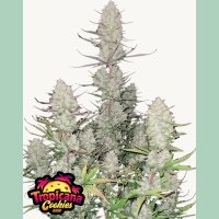 Fast Buds Tropicana Cookies Auto Fem 3St.