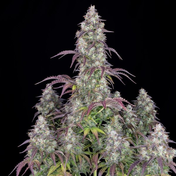 Fast Buds Lemon Pie Auto Fem 3St.