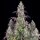 Fast Buds Lemon Pie Auto Fem 3St.