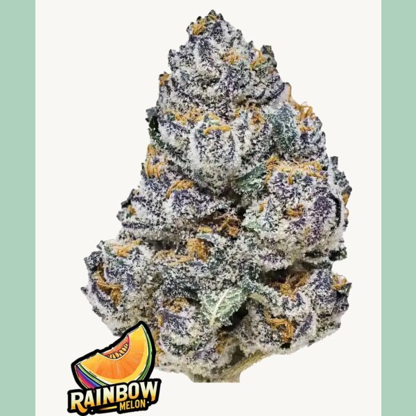 Fast Buds Rainbow Melon Fem 3St.