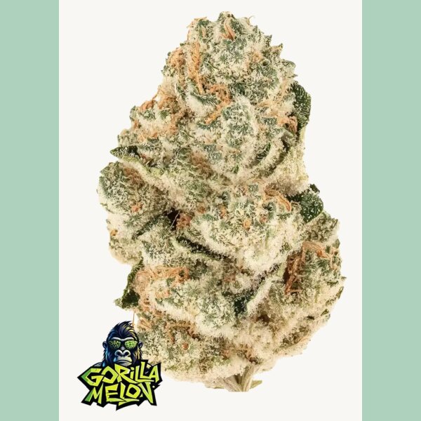 Fast Buds Gorilla Melon Fem 3St.