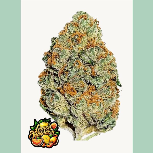 Fast Buds Lemon Mandarin Fem 3St.