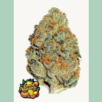 Fast Buds Lemon Mandarin Fem 3St.
