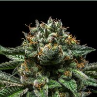 Ripper Seeds Chempie Fem 3St.