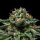 Ripper Seeds Chempie Fem 3St.