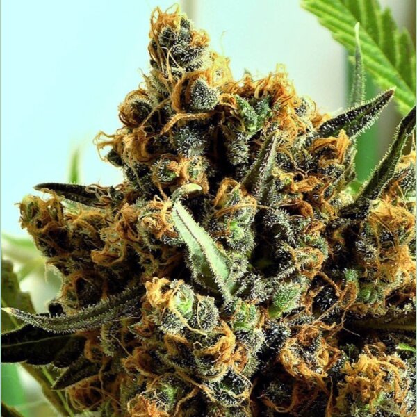 Ripper Seeds Criminal + Fem 3St.