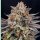 Ripper Seeds Candygaz Fem 3St.
