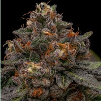 Ripper Seeds Korenji Fem 3St.