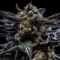 Ripper Seeds Zombie Kush Auto Fem 3St.