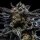 Ripper Seeds Zombie Kush Auto Fem 3St.