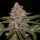 Ripper Seeds Radical Juice Fem 3St.
