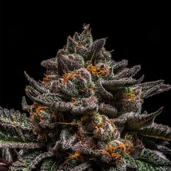 Ripper Seeds Brain Cake Fem 3St.