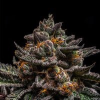 Ripper Seeds Brain Cake Fem 3St.