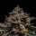 Ripper Seeds Brain Cake Fem 3St.