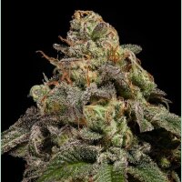 Ripper Seeds OMG Fem 3St.